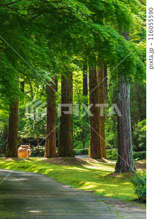 レッドヒル ヒーサーの森、緑美しい里山庭園〈三重県津市〉 レッドヒル ヒーサーの森、緑美しい里山庭園〈三重県津市〉 116055590