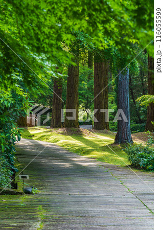 レッドヒル ヒーサーの森、緑美しい里山庭園〈三重県津市〉 レッドヒル ヒーサーの森、緑美しい里山庭園〈三重県津市〉 116055599
