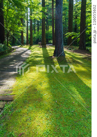 レッドヒル ヒーサーの森、緑美しい里山庭園〈三重県津市〉 レッドヒル ヒーサーの森、緑美しい里山庭園〈三重県津市〉 116055602