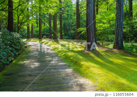 レッドヒル ヒーサーの森、緑美しい里山庭園〈三重県津市〉 レッドヒル ヒーサーの森、緑美しい里山庭園〈三重県津市〉 116055604