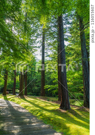 レッドヒル ヒーサーの森、緑美しい里山庭園〈三重県津市〉 116055607