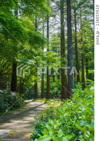 レッドヒル ヒーサーの森、緑美しい里山庭園〈三重県津市〉 116055610