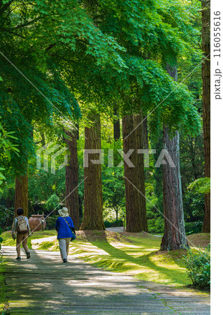 レッドヒル ヒーサーの森、緑美しい里山庭園〈三重県津市〉 レッドヒル ヒーサーの森、緑美しい里山庭園〈三重県津市〉 116055616
