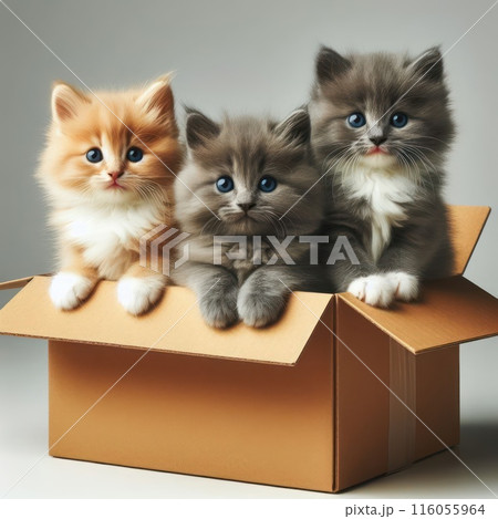 Three small kittens peek out of a cardboard box. Three small kittens peek out of a cardboard box. 116055964