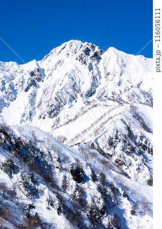 長野県白馬村　北アルプスの小遠見山　雪山登山　小遠見山の山頂から見る五竜岳（武田菱） 116056111