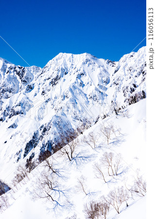 長野県白馬村　北アルプスの小遠見山　雪山登山　小遠見山の山頂から見る八峰キレット 116056113