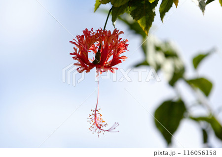 Red coral hibiscus 116056158