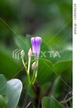 Ipomoea pes-caprae flowers 116056229