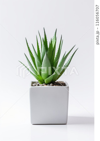 Houseplant aloe. Green sprout in a square ceramic pot. Evergreen potted plant isolated on white background. Houseplant aloe. Green sprout in a square ceramic pot. Evergreen potted plant isolated on white background. 116056707