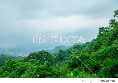 台湾　猫空 116056740