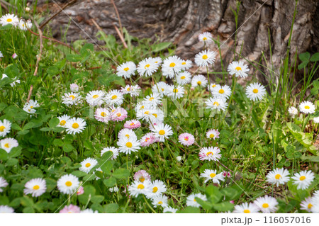 マーガレット 116057016