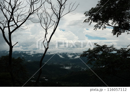 Green hills of Doi Chang Mountains of Chiang Rai 116057112