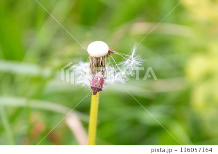 カメムシ 116057164