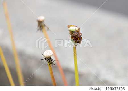 カメムシ 116057168