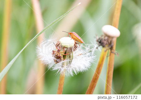 カメムシ 116057172