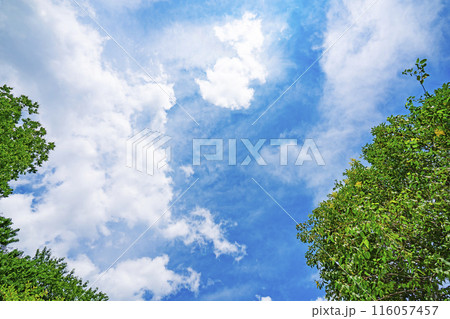 初夏の雲と木立 116057457