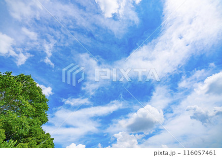 初夏の雲と木立 116057461