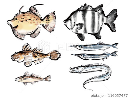 いろいろな手書きの魚の集合　和風筆書きの魚セット 116057477