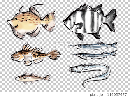 いろいろな手書きの魚の集合　和風筆書きの魚セット 116057477