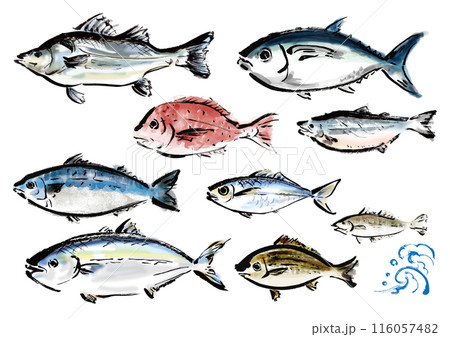 いろいろな手書きの魚の集合　和風筆書きの魚セット 116057482