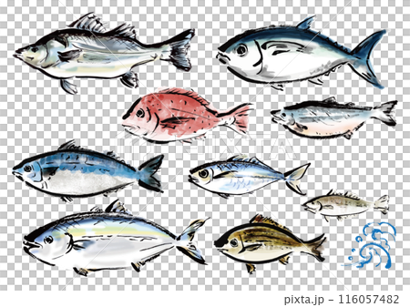 A collection of various hand-drawn fishes. A set of Japanese-style brush-drawn fishes. 116057482