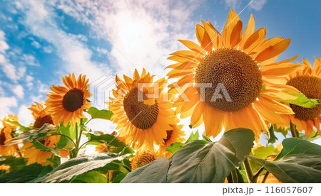 向日葵とさわやかな青空の背景素材4 向日葵とさわやかな青空の背景素材4 116057607