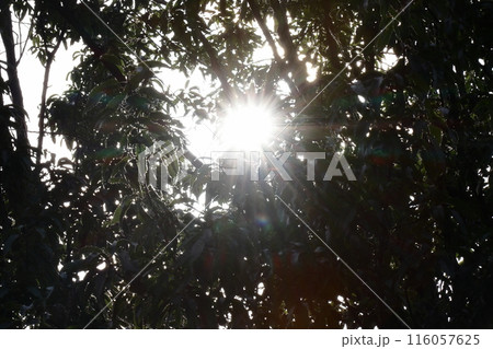 木々の間から差し込む太陽 《日常》 木々の間から差し込む太陽 《日常》 116057625