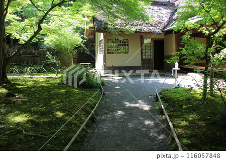 京都 宝厳院の新緑 京都 宝厳院の新緑 116057848