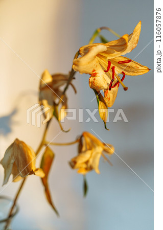 fading white lily with fallen petals, in a vase on the table, ray of light, shadow fading white lily with fallen petals, in a vase on the table, ray of light, shadow 116057876