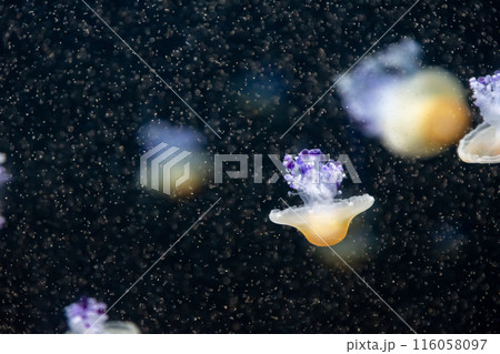 Jellyfish with translucent bodies and purple-tipped tentacles floating in dark water 116058097