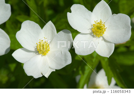 初夏のフタマタイチゲの花 初夏のフタマタイチゲの花 116058343