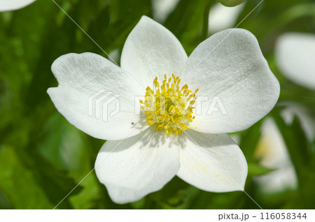 初夏のフタマタイチゲの花 116058344