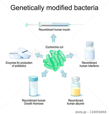 E. coli. Genetically modified Bacteria. Escherichia coli 116058848