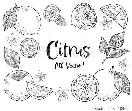 柑橘系フルーツとリーフの手描き風モノトーンイラストセット 柑橘系フルーツとリーフの手描き風モノトーンイラストセット 116058983