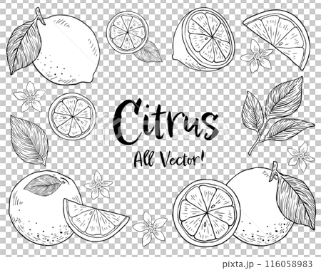 Hand-drawn monotone illustration set of citrus fruits and leaves 116058983