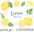 レモンとリーフの水彩風イラストセット 116058994