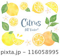 柑橘系フルーツとリーフの水彩風イラストセット 116058995