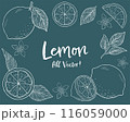 レモンとリーフの手描きチョークアート風イラストセット 116059000