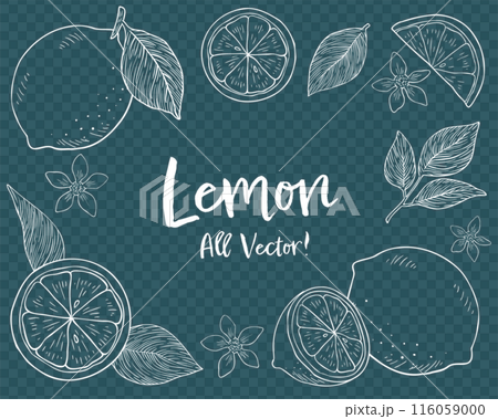 Lemon and leaf hand-drawn chalk art style illustration set 116059000