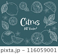 柑橘系フルーツとリーフの手描きチョークアート風イラストセット 116059001