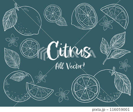 柑橘系フルーツとリーフの手描きチョークアート風イラストセット 116059001