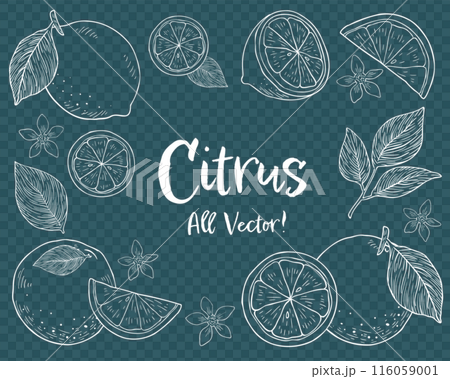 柑橘系フルーツとリーフの手描きチョークアート風イラストセット 116059001