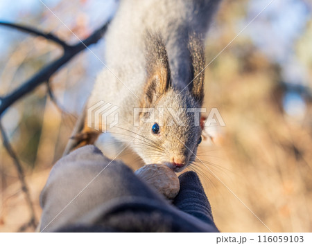 Squirrel eats nuts from a man's hand. Caring for animals in winter or autumn. Squirrel eats nuts from a man's hand. Caring for animals in winter or autumn. 116059103