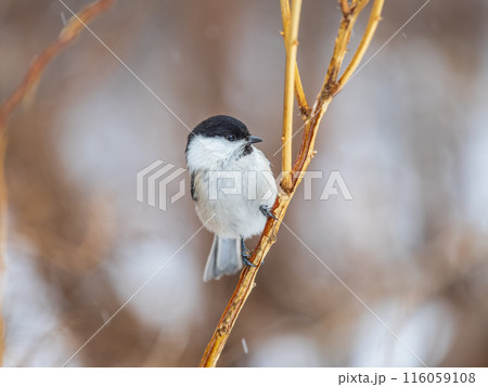Cute bird the willow tit, song bird sitting on a branch without leaves in the winter. 116059108