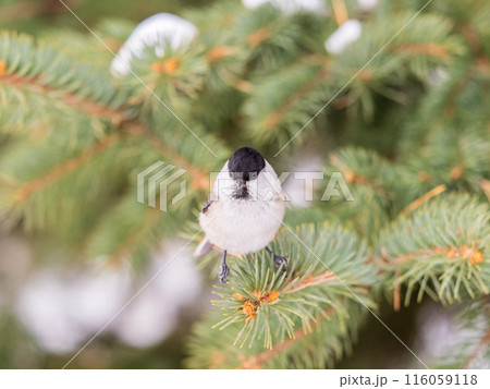 Cute bird the willow tit, song bird sitting on the fir branch 116059118