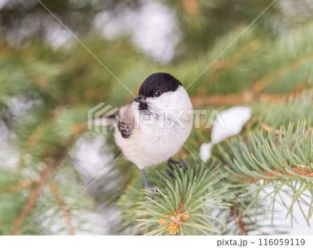 Cute bird the willow tit, song bird sitting on the fir branch Cute bird the willow tit, song bird sitting on the fir branch 116059119