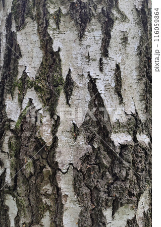 Tree bark texture. Birch bark, close-up. Tree bark texture. Birch bark, close-up. 116059864
