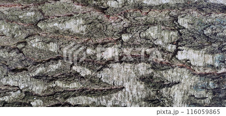 Tree bark texture. Birch bark, close-up. 116059865