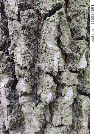 Tree bark texture. Birch bark, close-up. 116059891