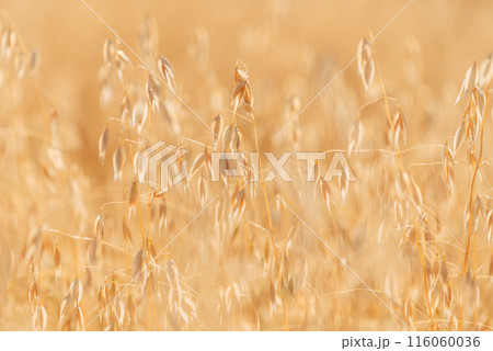 Ripe oat crops in field ready for harvest 116060036